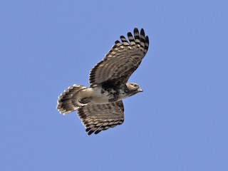  - Madagascar Cuckoo-Hawk