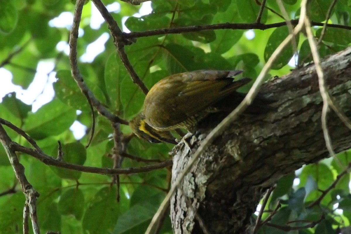Golden-green Woodpecker (Spot-throated) - Estevão Freitas Santos