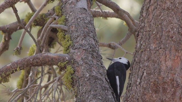 White-headed Woodpecker - ML193679201