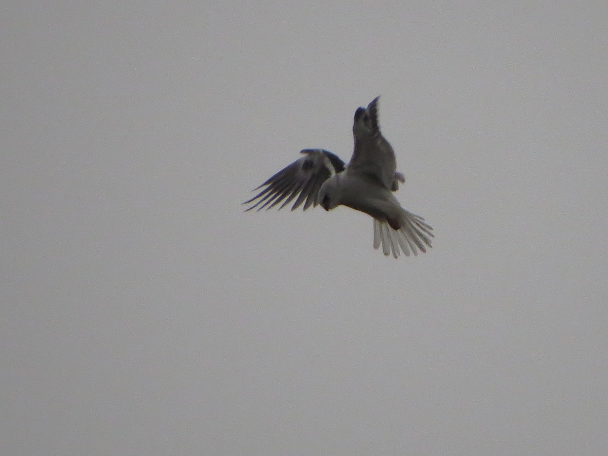 White-tailed Kite - ML193682121
