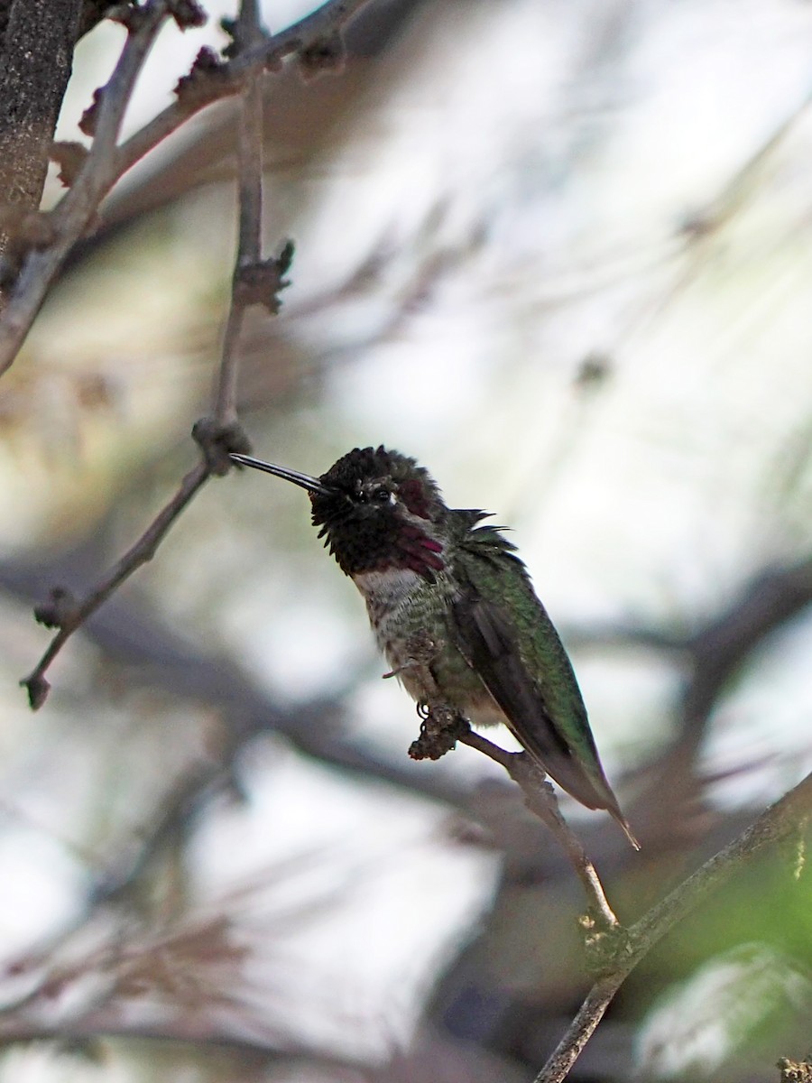 Anna's Hummingbird - ML193696001