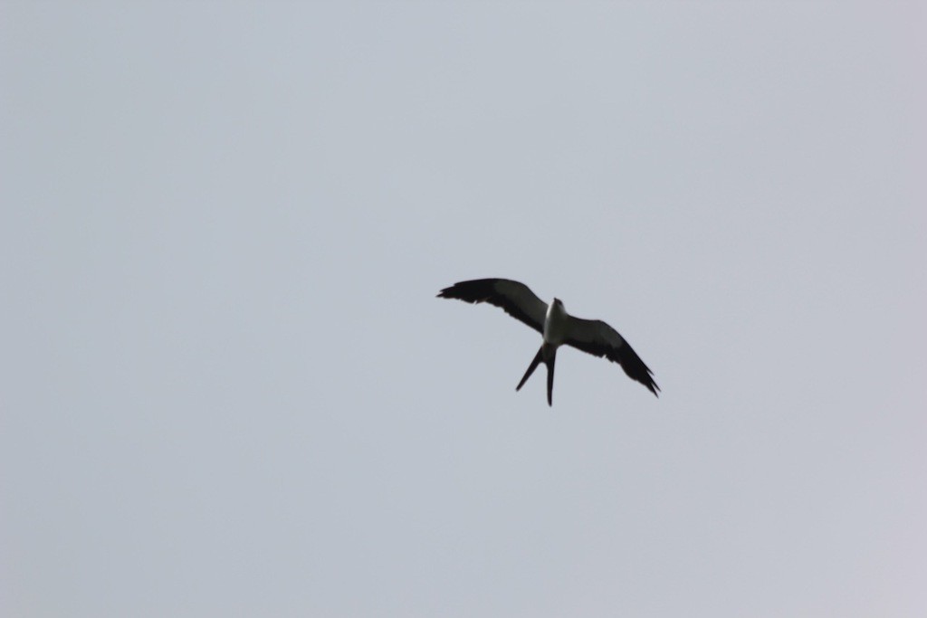 Swallow-tailed Kite - John Trent