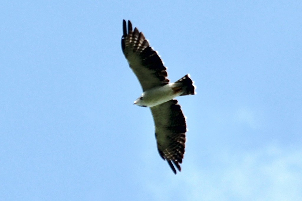 Short-tailed Hawk - John Trent