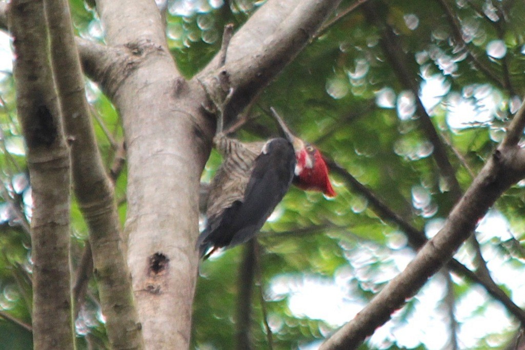Crimson-crested Woodpecker - ML193696661