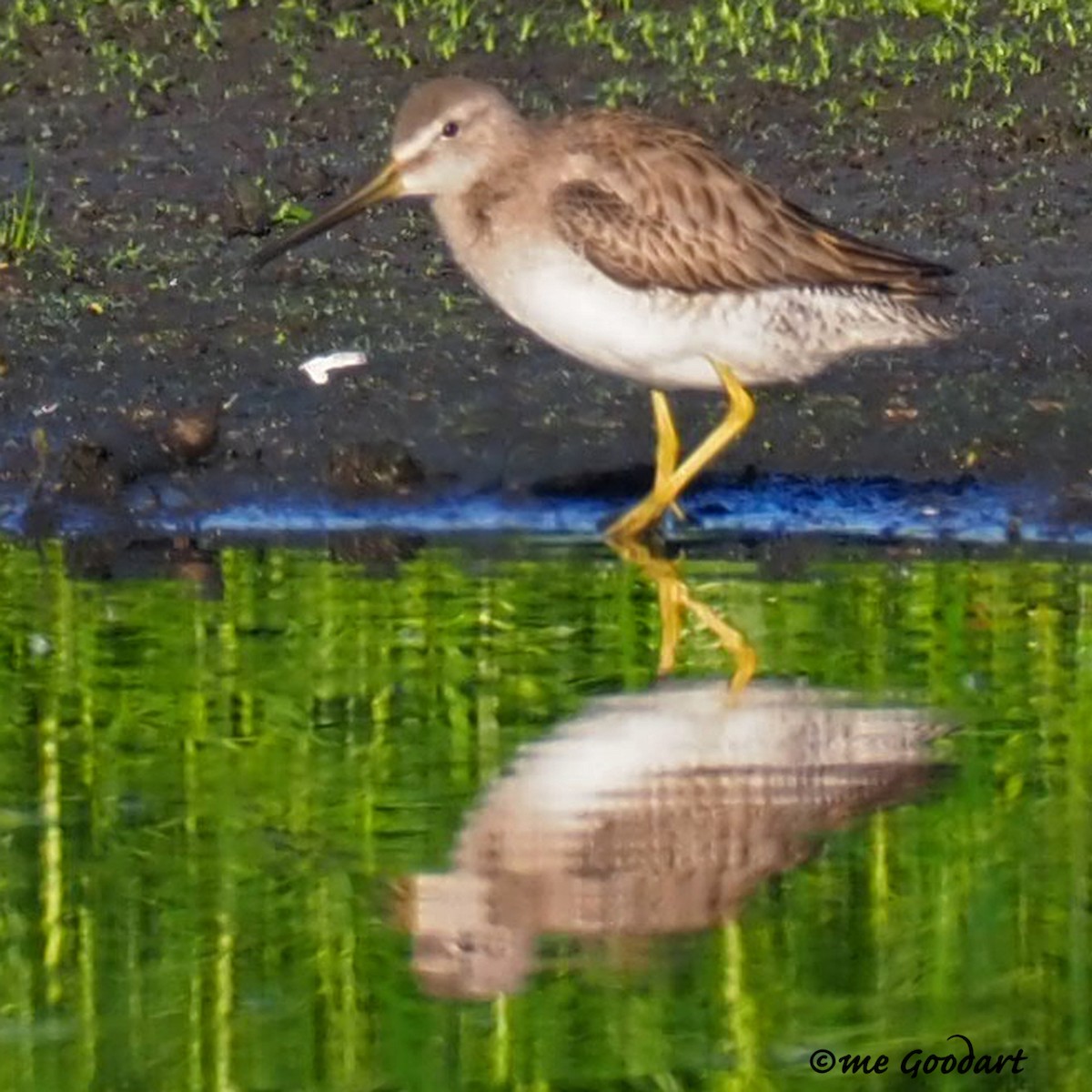 Long-billed Dowitcher - ML193696701