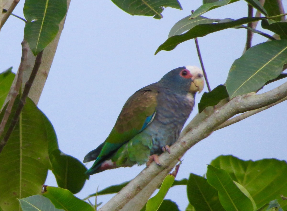 White-crowned Parrot - Kathy Duret
