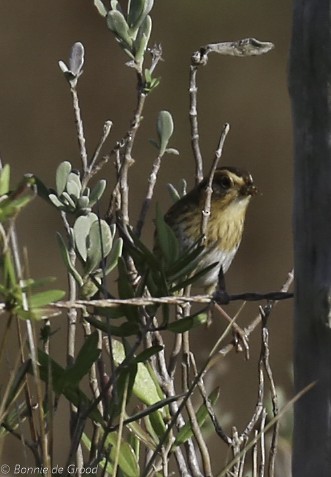 Nelson's Sparrow - Bonnie de Grood