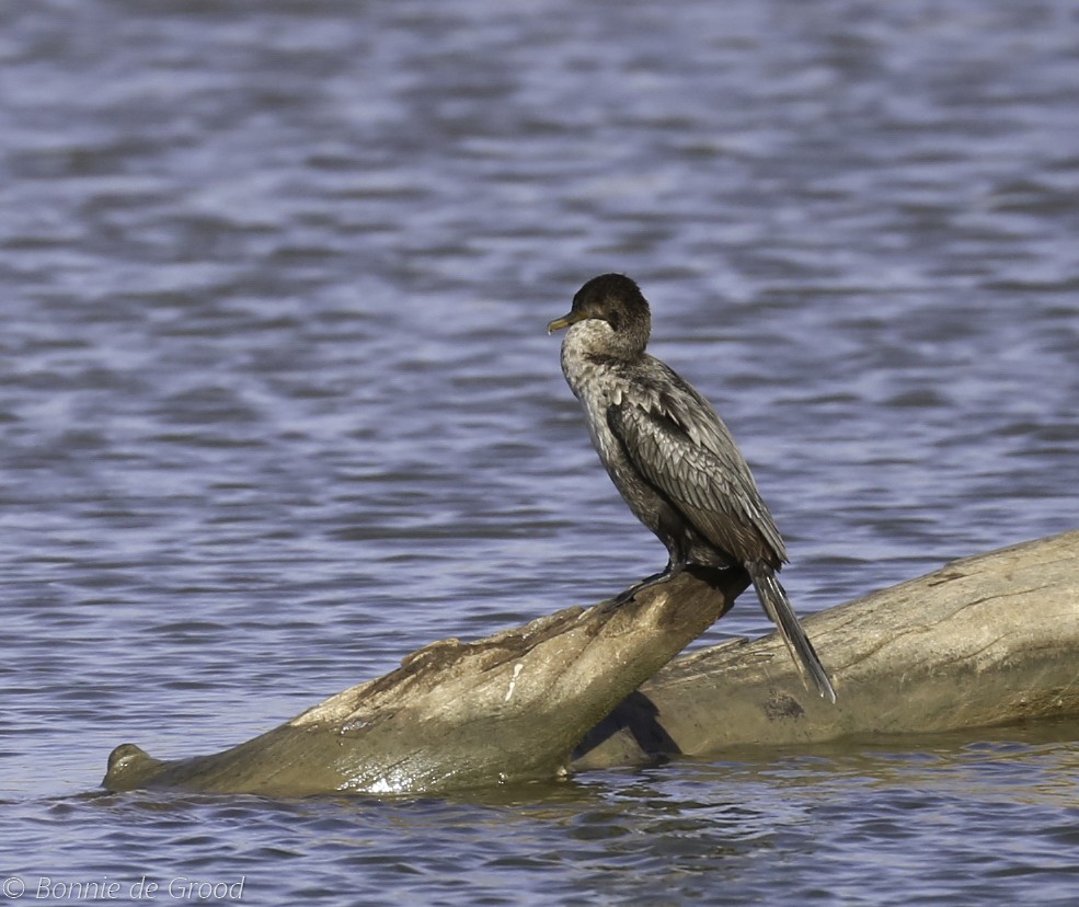 Neotropic Cormorant - Bonnie de Grood