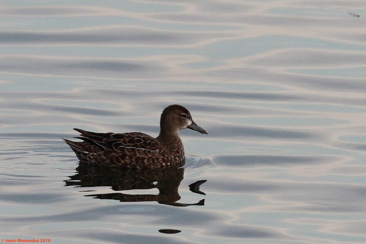 Blue-winged Teal - ML193702451
