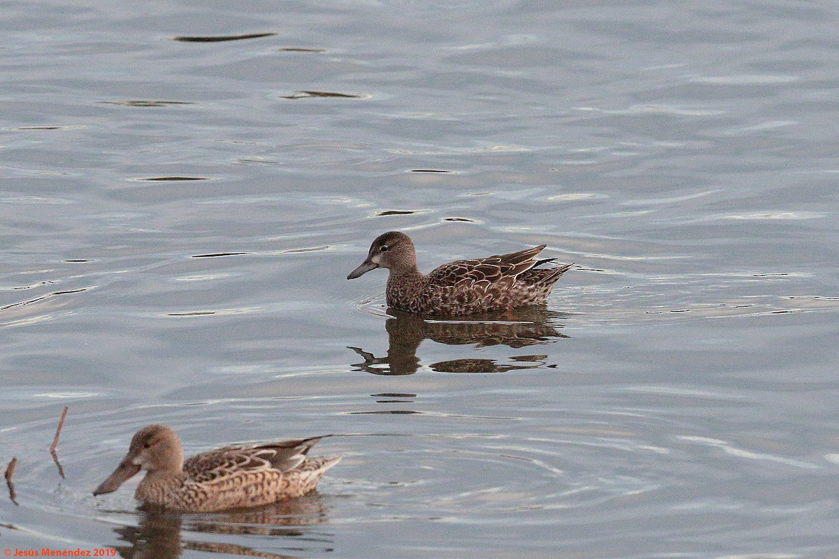 Blue-winged Teal - ML193702661