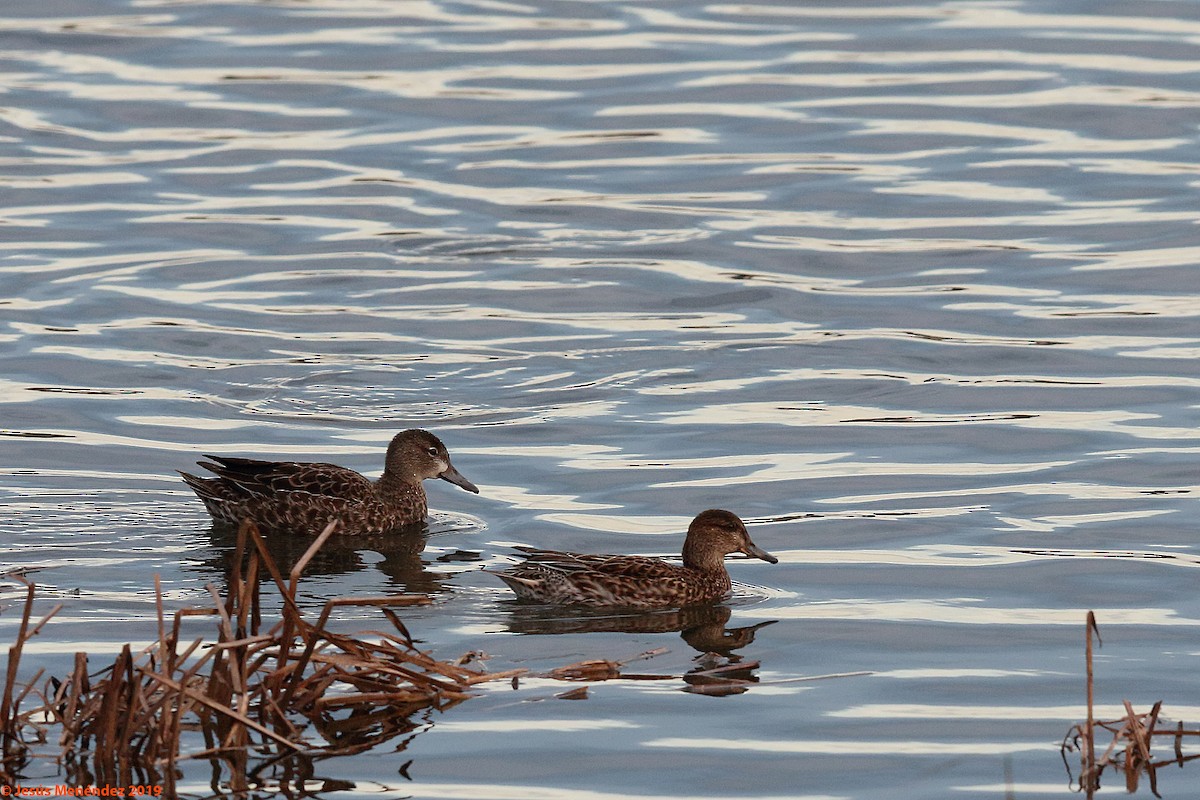 Blue-winged Teal - ML193702691