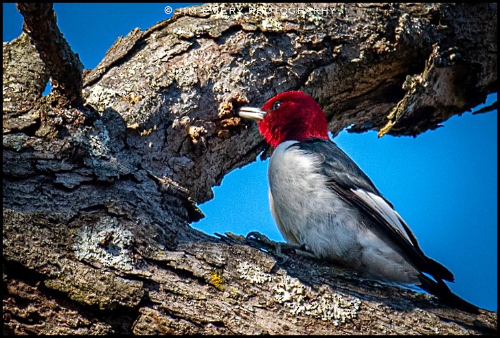 Red-headed Woodpecker - Jim Emery