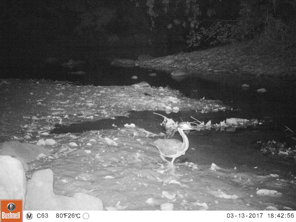 White-eared Night Heron - Wildlife Alliance Camera Trap