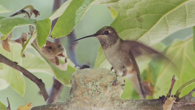 Black-chinned Hummingbird - ML193710491