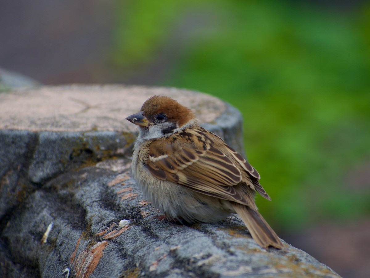 Eurasian Tree Sparrow - ML193713271