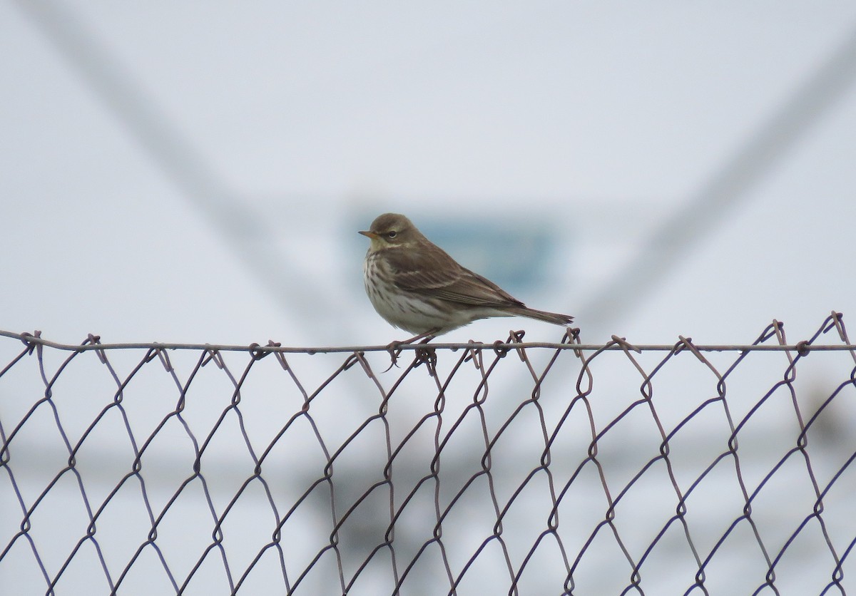 Water Pipit - ML193717051