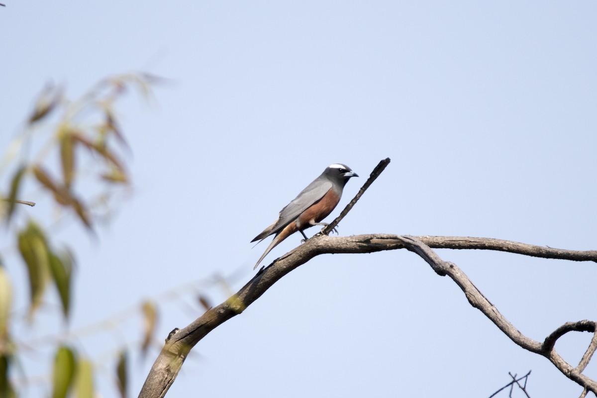 White-browed Woodswallow - ML193723921