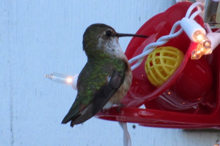 Rufous Hummingbird - ML193724351
