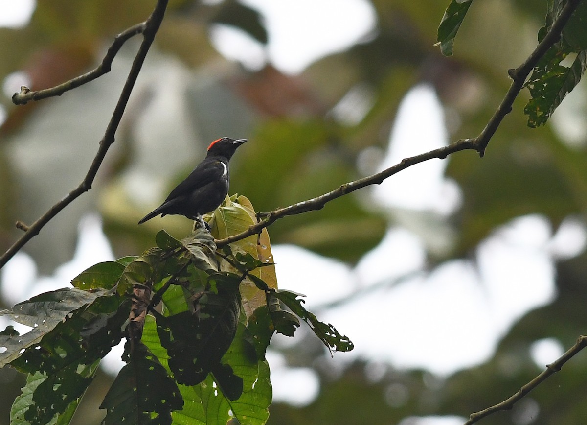Scarlet-browed Tanager - ML193724491