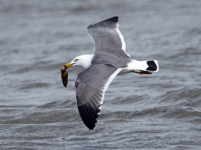 Black-tailed Gull - Pavel Parkhaev