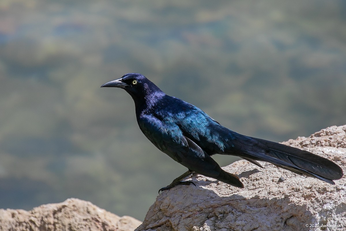Great-tailed Grackle - ML193738541
