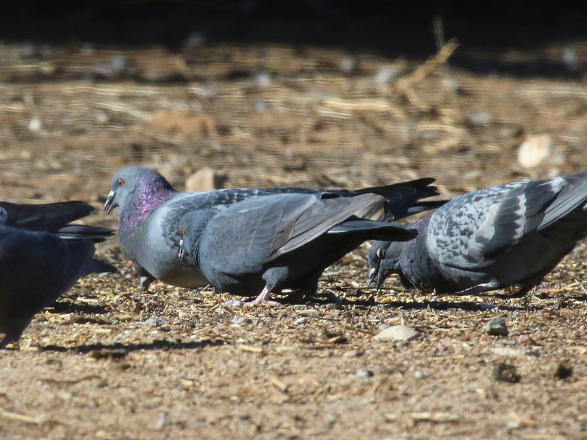Rock Pigeon (Feral Pigeon) - ML193738611