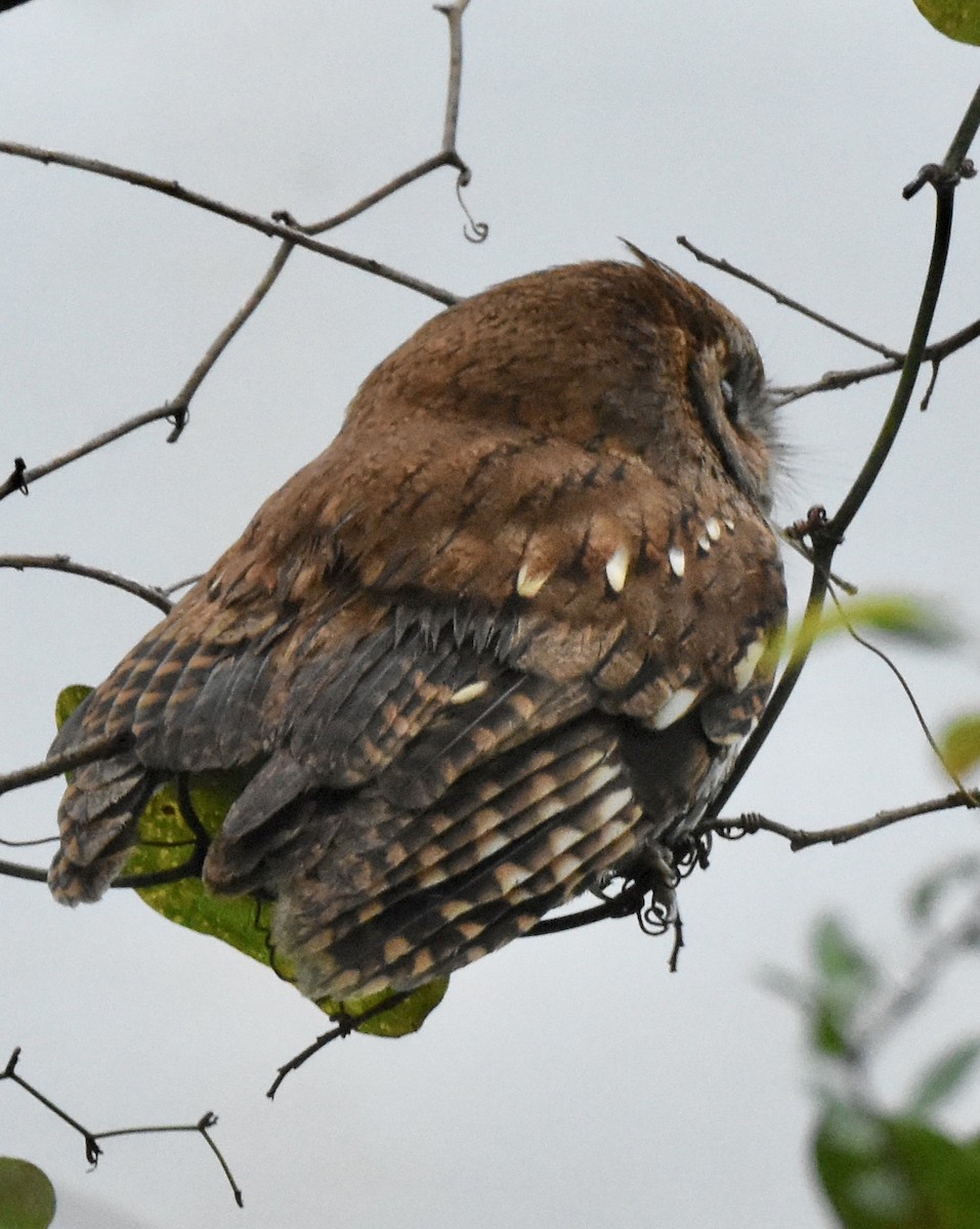 Eastern Screech-Owl - June Ladner