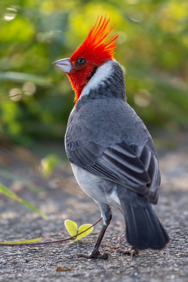 Red-crested Cardinal - Jessica Hadley