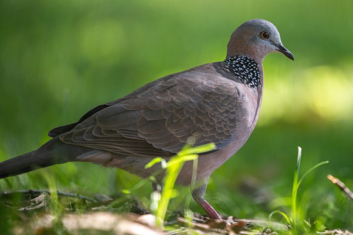 Spotted Dove - ML193742161