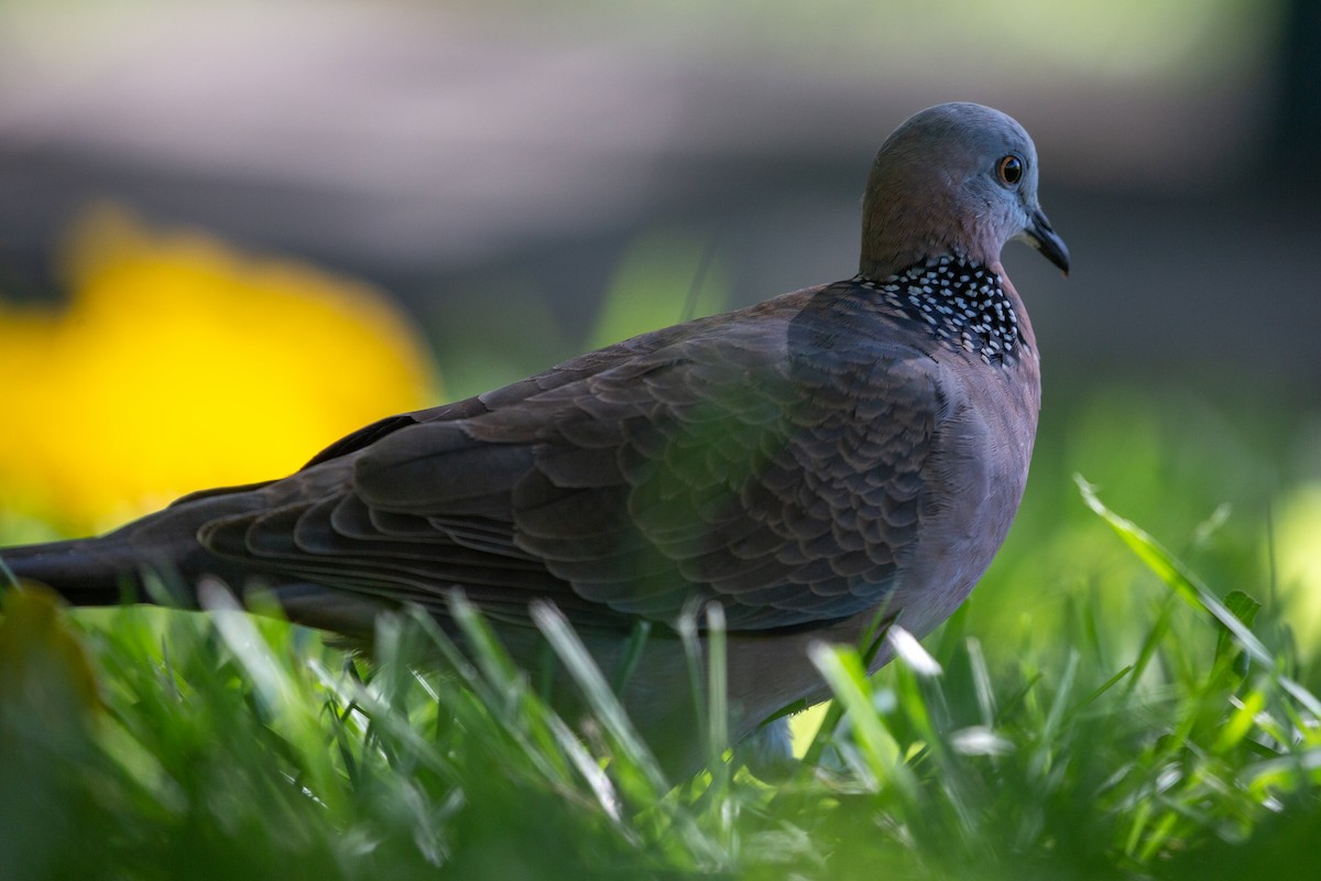 Spotted Dove - ML193742171