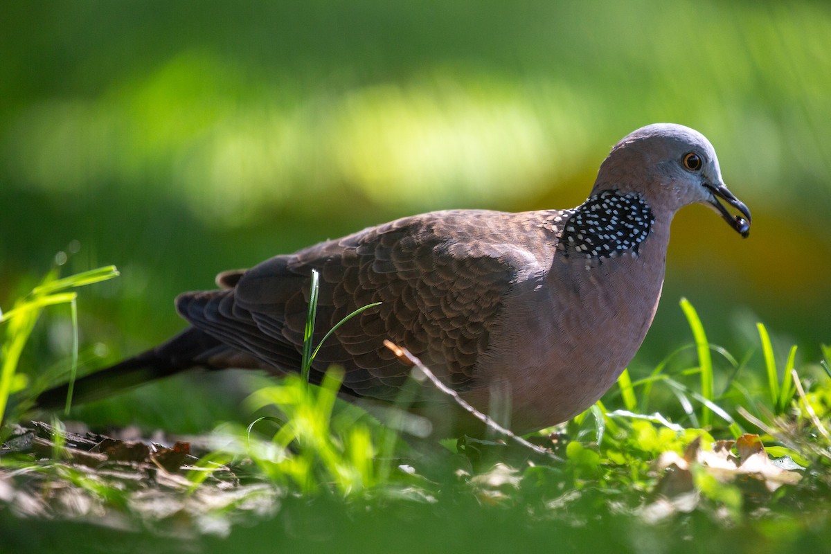 Spotted Dove - ML193744821