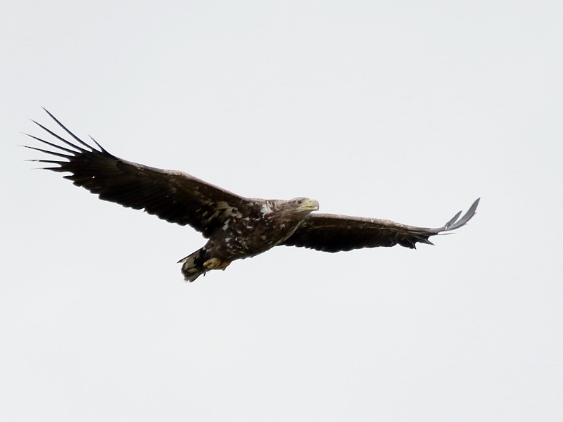 White-tailed Eagle - Pavel Parkhaev