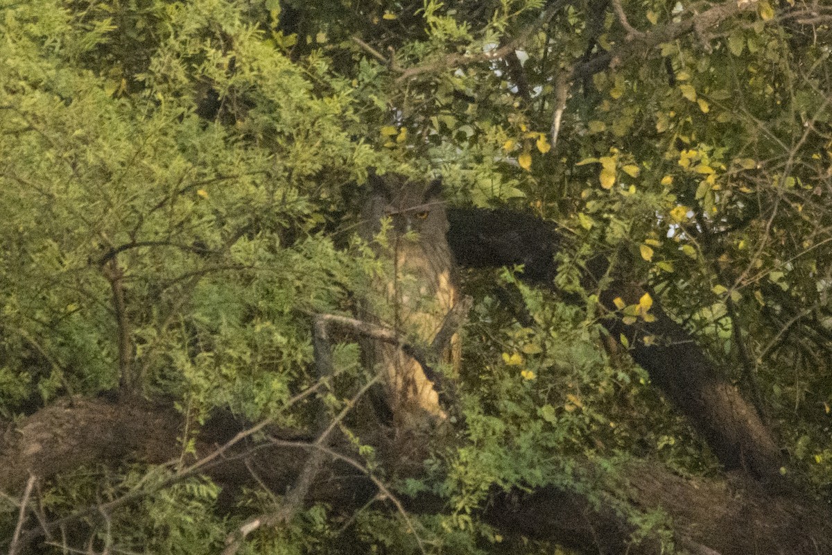 Dusky Eagle-Owl - Prasenjit Bhattacharjee