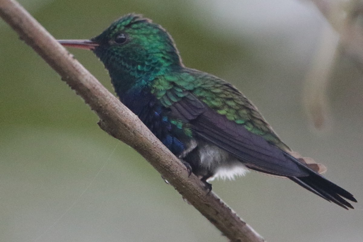Violet-bellied Hummingbird - ML193749661