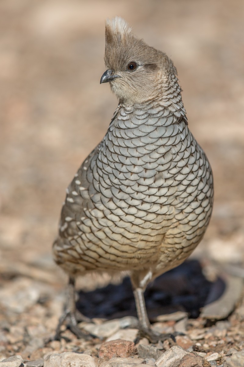 Scaled Quail - Jeff Timmons