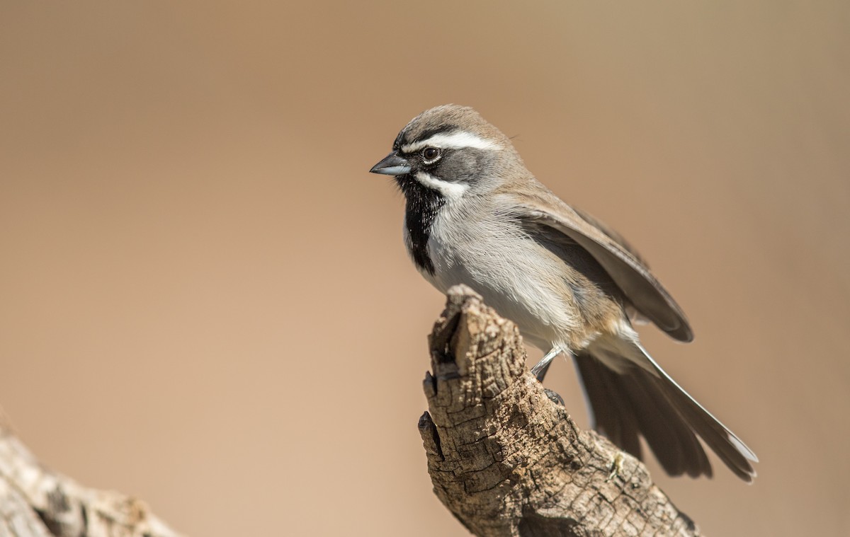 Black-throated Sparrow - ML193750151