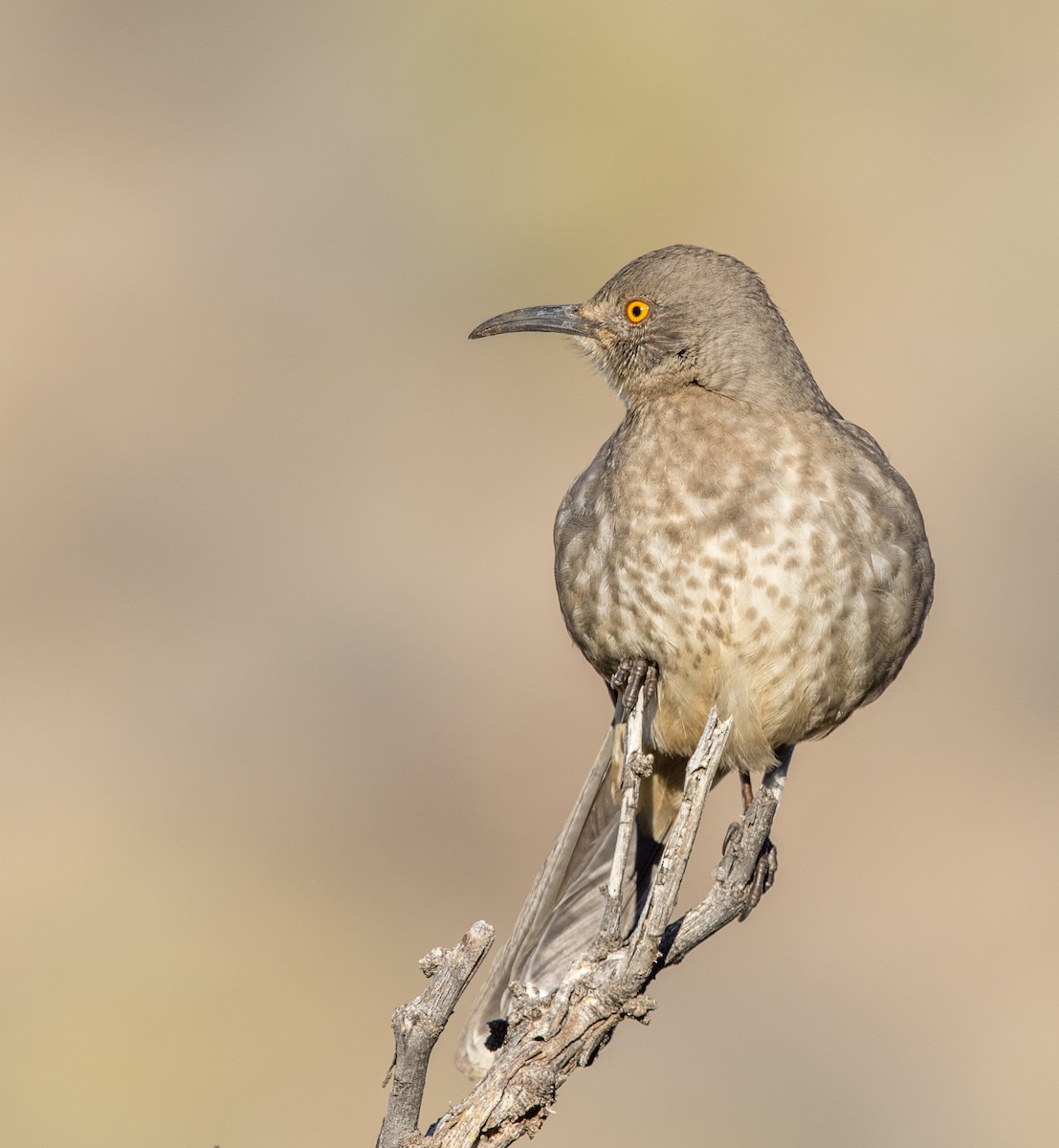 Curve-billed Thrasher - Jeff Timmons