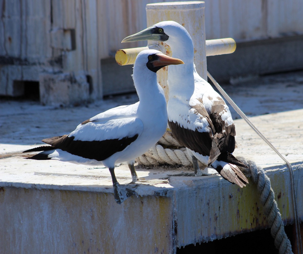Masked Booby - ML193751541