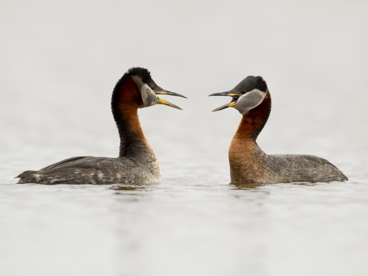 Red-necked Grebe - ML193751661