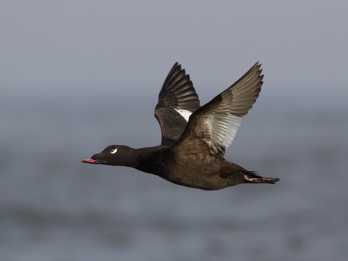 White-winged Scoter - Melanitta deglandi - Birds of the World