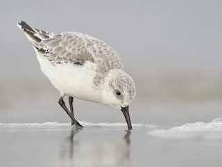 Sanderling - Calidris alba - Birds of the World