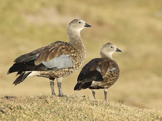  - Blue-winged Goose