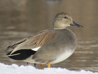  - Gadwall