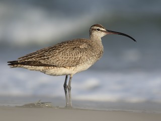 Whimbrel - Numenius phaeopus - Birds of the World