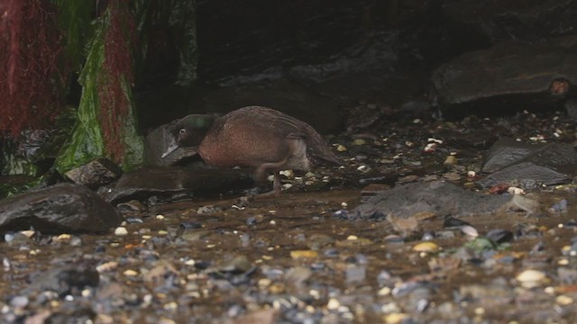  - Campbell Islands Teal