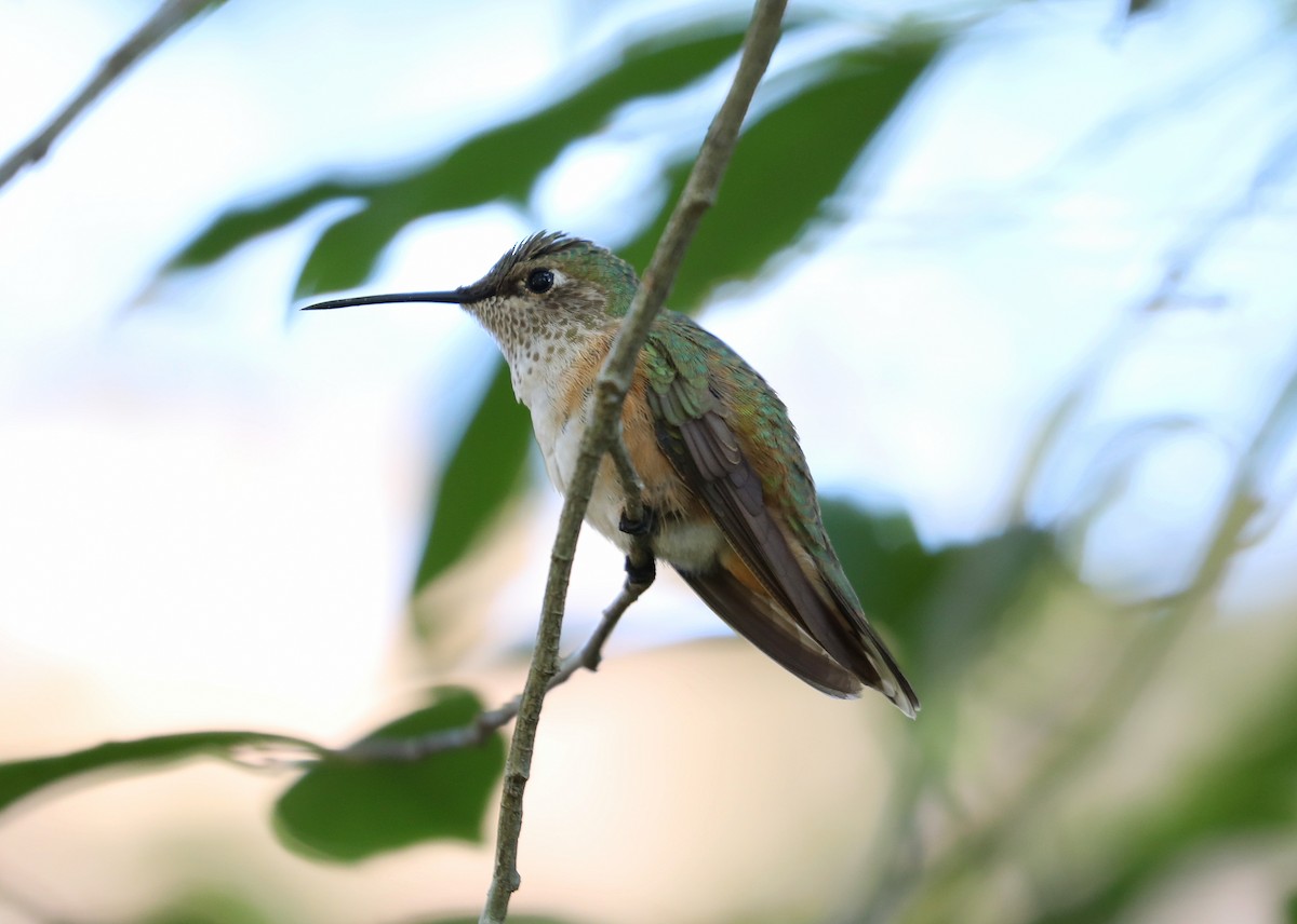 Broad-tailed Hummingbird - James Rieman