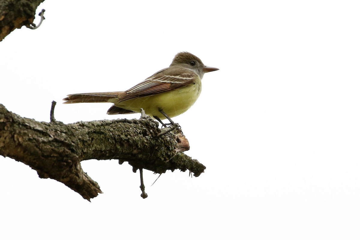 Great Crested Flycatcher - Pablo Silber