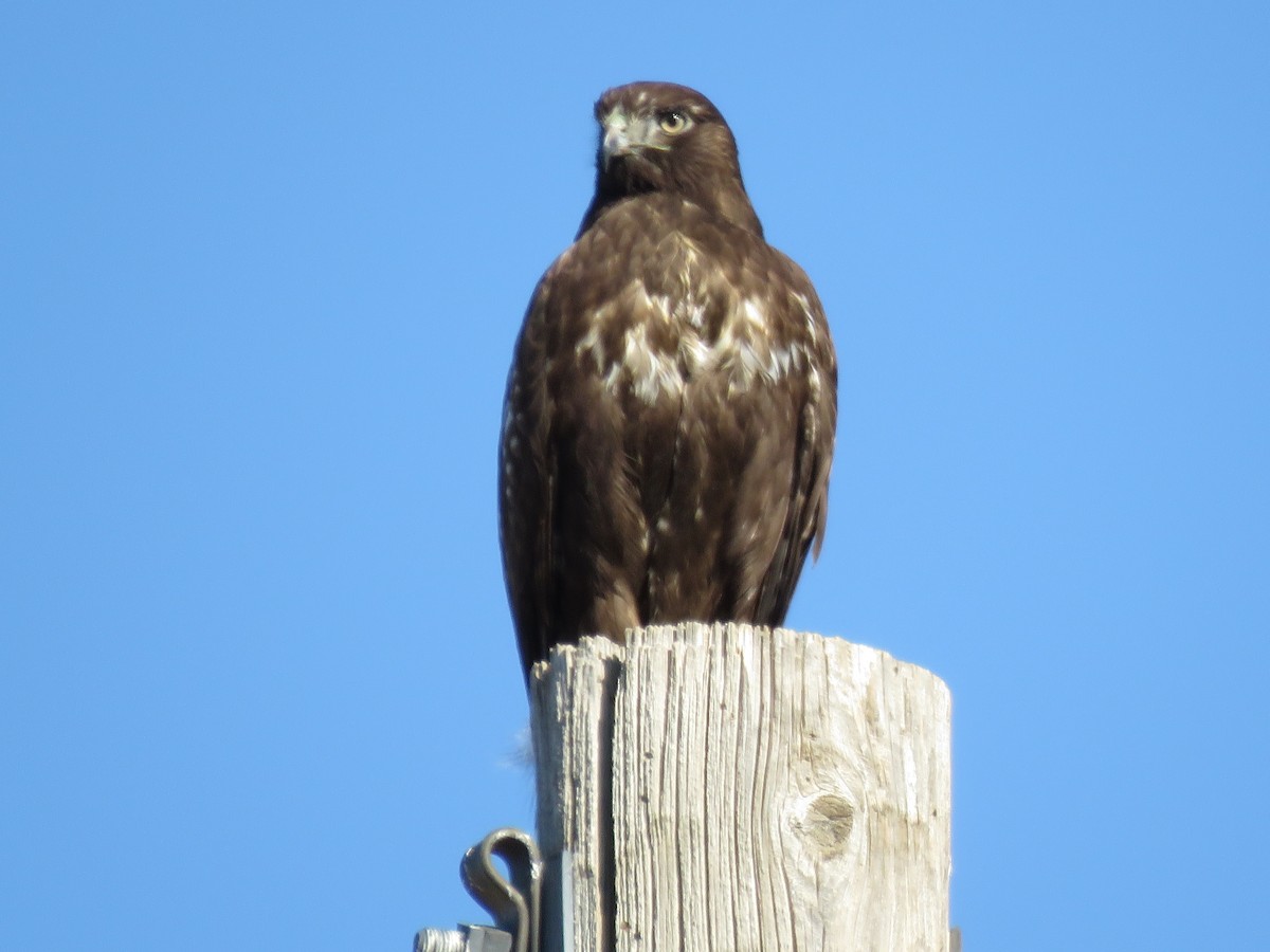 Red-tailed Hawk (Harlan's) - ML193758231