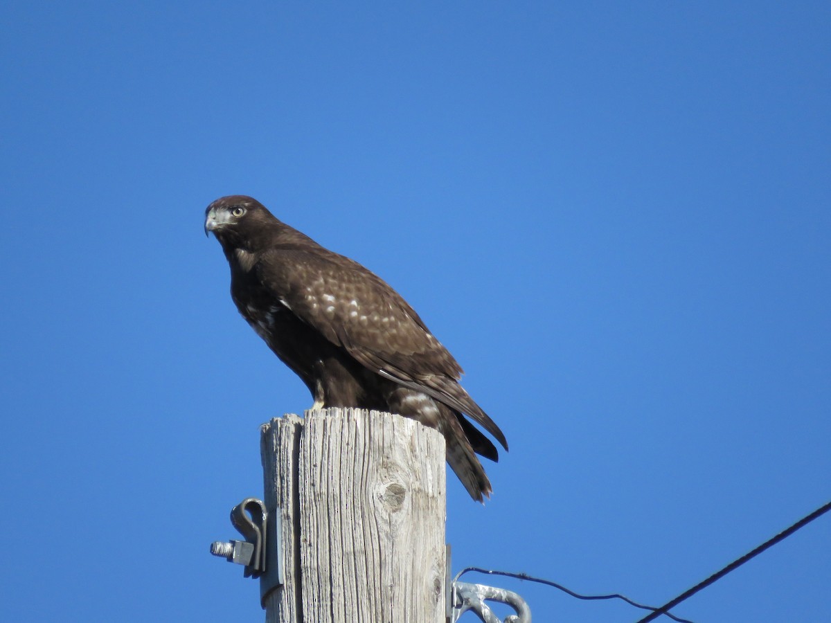 Red-tailed Hawk (Harlan's) - ML193758351