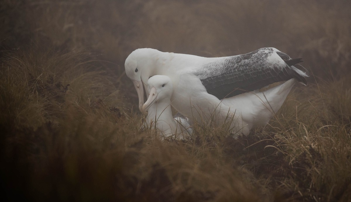 Southern Royal Albatross - Doug Gochfeld